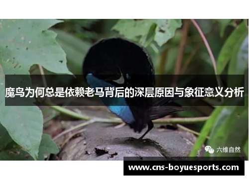 魔鸟为何总是依赖老马背后的深层原因与象征意义分析 魔鸟为何总是依赖老马背后的深层原因与象征意义分析